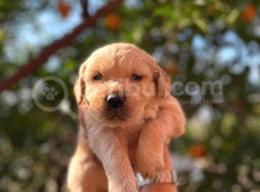 Tık Tık Tık Eyi Günler Evinizin Yeni Üyeleri Kızıl Golden