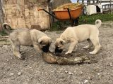 Mükemmel Anatomi Kangal Yavrular