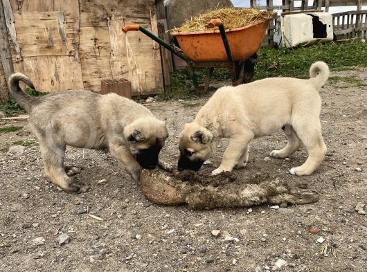 Mükemmel Anatomi Kangal Yavrular görsel