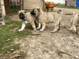 Mükemmel Anatomi Kangal Yavrular