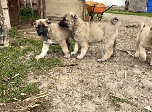 Mükemmel Anatomi Kangal Yavrular görsel