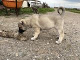 Mükemmel Anatomi Kangal Yavrular