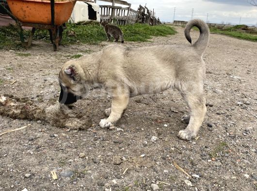 Mükemmel Anatomi Kangal Yavrular görsel