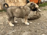 Mükemmel Anatomi Kangal Yavrular