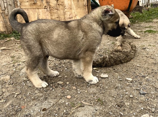 Mükemmel Anatomi Kangal Yavrular görsel