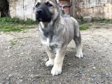 Mükemmel anatomi KANGAL yavrular