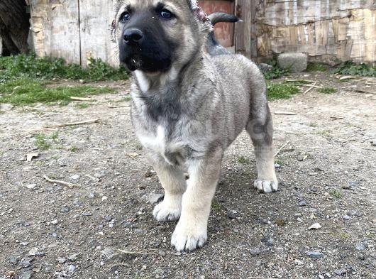 Mükemmel Anatomi Kangal Yavrular