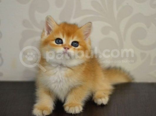 Bal Gibi Ny11 Golden British Shorthair