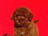 Irk ve sağlık Garantili Poodle Bebeklerimiz