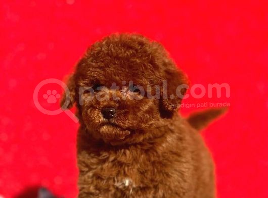 Irk Ve Sağlık Garantili Poodle Bebeklerimiz