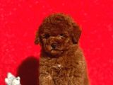 Irk Ve Sağlık Garantili Poodle Bebeklerimiz