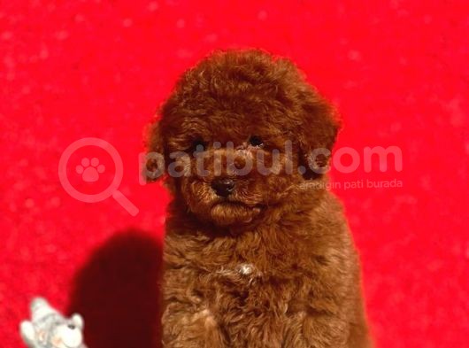 Irk Ve Sağlık Garantili Poodle Bebeklerimiz görsel