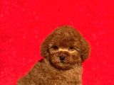 Irk Ve Sağlık Garantili Poodle Bebeklerimiz