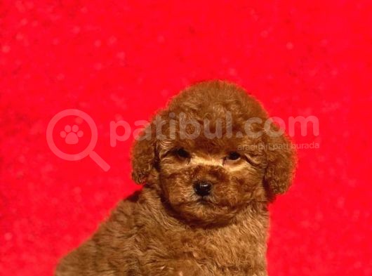 Irk Ve Sağlık Garantili Poodle Bebeklerimiz görsel