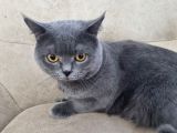 Ücretsiz Cins Kedi Sahiplendirme Izmir