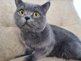 Ücretsiz cins kedi sahiplendirme izmir
