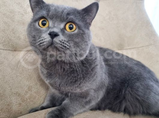Ücretsiz Cins Kedi Sahiplendirme Izmir