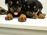 A Sınıfı Rottweiler Erkek Dişi 2 Aylık Yavrular