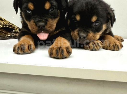 A Sınıfı Rottweiler Erkek Dişi 2 Aylık Yavrular görsel