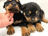 A Sınıfı Rottweiler Erkek Dişi 2 Aylık Yavrular
