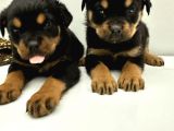 A sınıfı rottweiler Erkek dişi 2 aylık yavrular