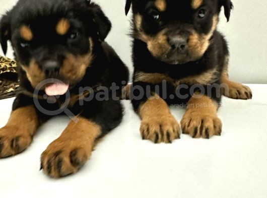 A Sınıfı Rottweiler Erkek Dişi 2 Aylık Yavrular