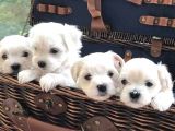A Kalite Maltese Terrier Yavrularımız