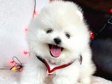 Pomeranian Boo Ayi Surat Yavrularimiz