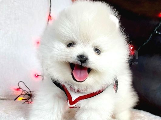 Pomeranian boo ayi surat yavrularimiz