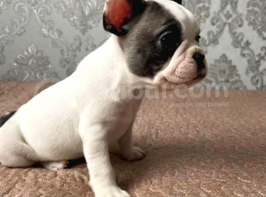 Fransız Bulldog Yavrularımız görsel