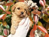 Maltipoo Yavrum Irk Ve Sağlık Garantilidir