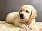 Golden retriever yavrularımız