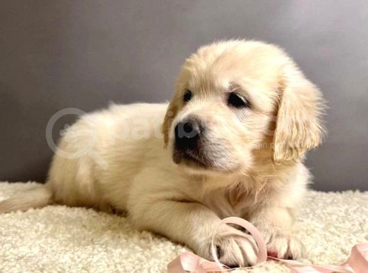 Golden Retriever Yavrularımız