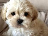 Maltipoo Yavrularımız