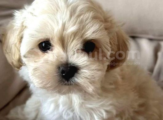 Maltipoo Yavrularımız görsel