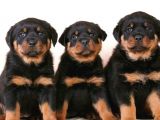 Rottweiler yavrularımız