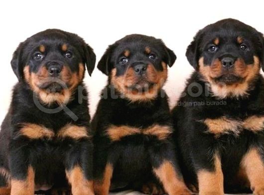 Rottweiler Yavrularımız