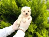 Maltipoo Bebekler 