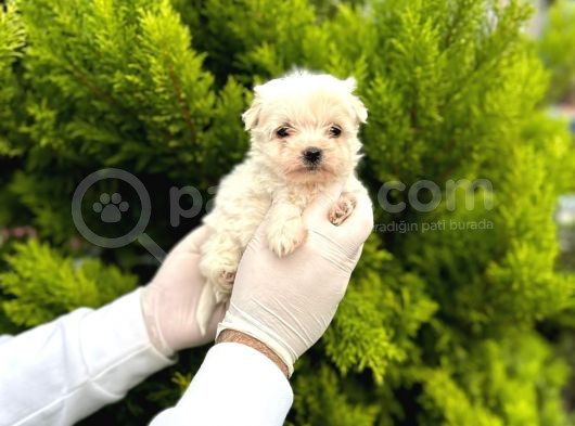 Maltipoo Bebekler  görsel