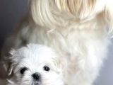 Maltese Terrier Yavrularımız