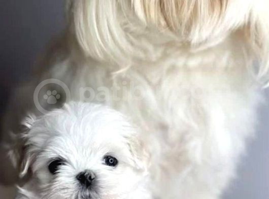 Maltese Terrier Yavrularımız görsel