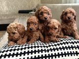 Toy Poodle Yavrularımız