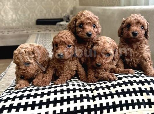 Toy Poodle Yavrularımız görsel