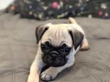 Pug mops yavrularımız
