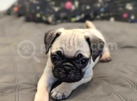 Pug Mops Yavrularımız