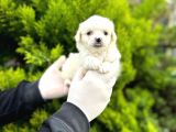 Maltipoo Bebekler 