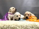 Golden Retriever Yavrularımız
