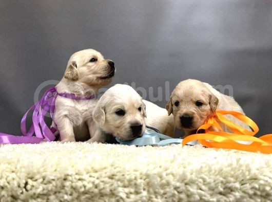 Golden Retriever Yavrularımız görsel