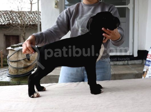 Federasyon Kayıtlı Yavrular görsel