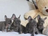 Blue Fransız Bulldog Yavrularımız